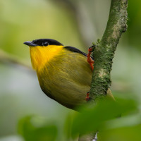 Golden-collared Manakin